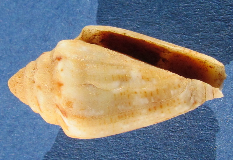 Conus ventricosus